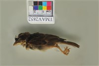 藏品(麻雀)的圖片